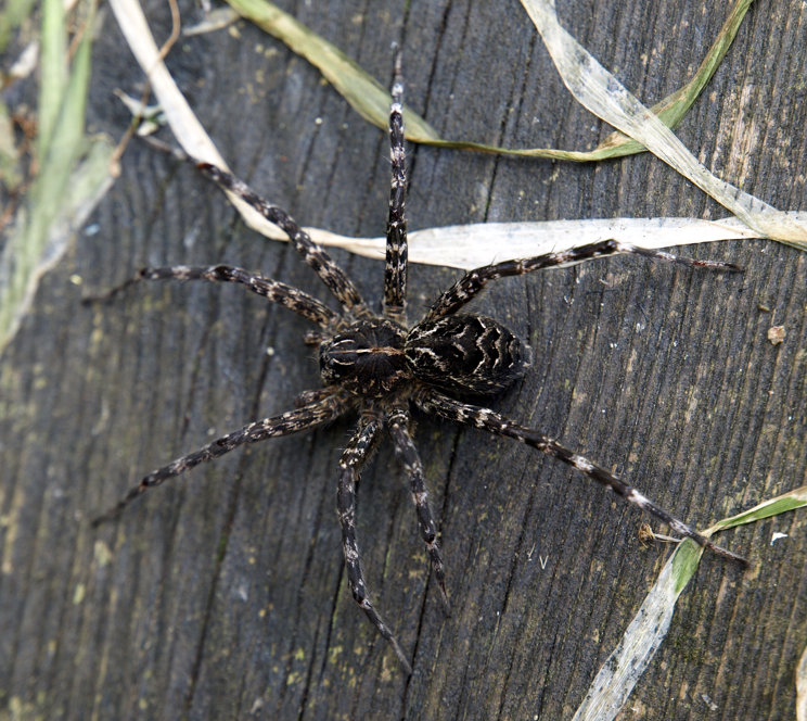 Canada's largest spider ...sittin' on the dock of the bay (2/3)